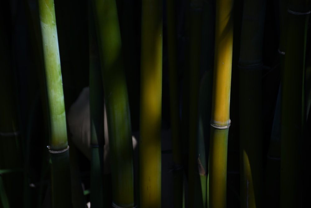 a close up of a bunch of bamboo stalks