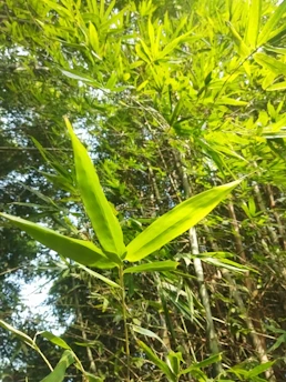 A dense cluster of bamboo plants with vibrant green leaves forming a lush canopy. The sunlight filters through, highlighting the delicate structure of the leaves and the tall, slender bamboo stalks.