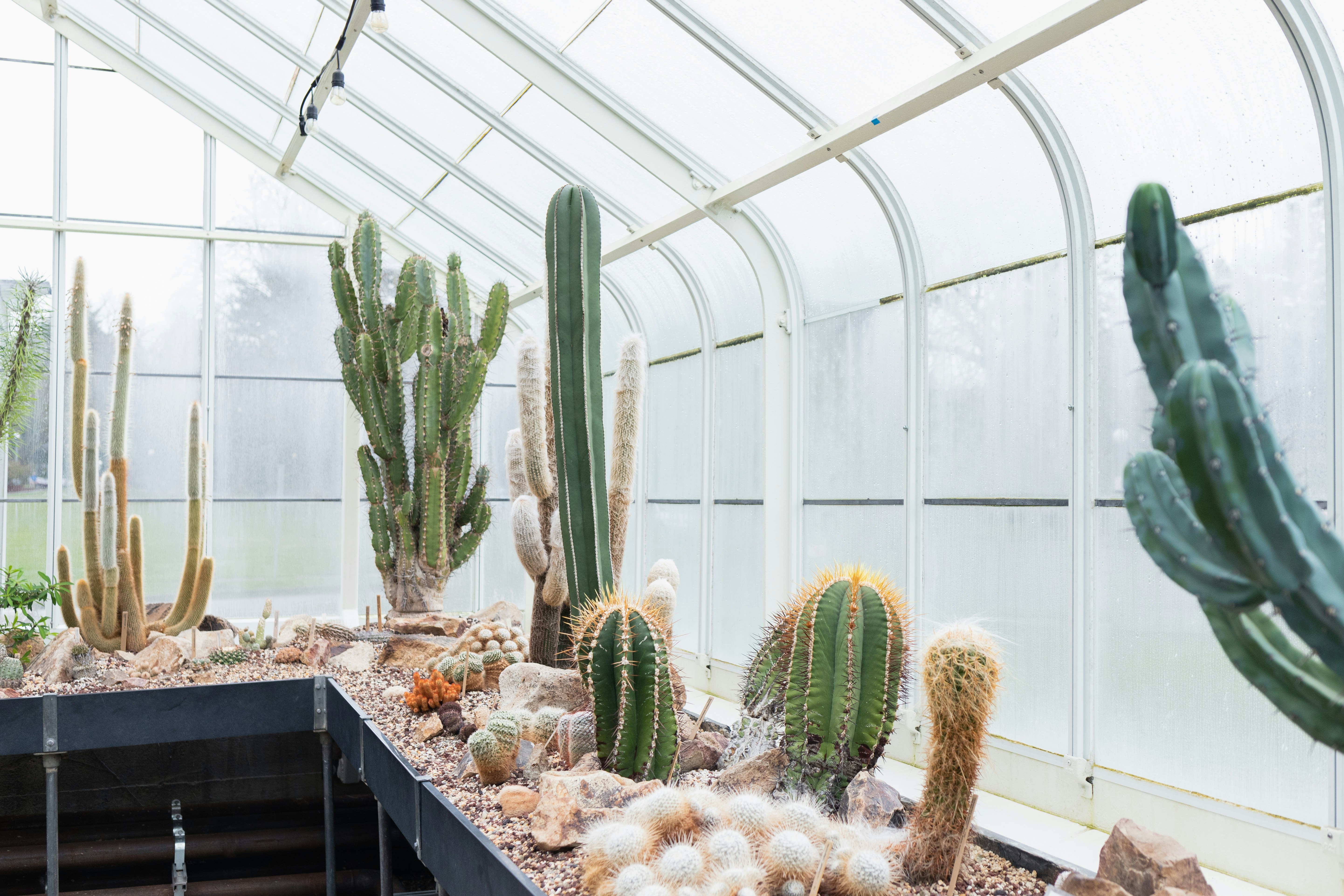 Cacti in greenhouse