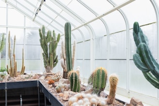A futuristic greenhouse thriving in a rocky desert under a bright sky.