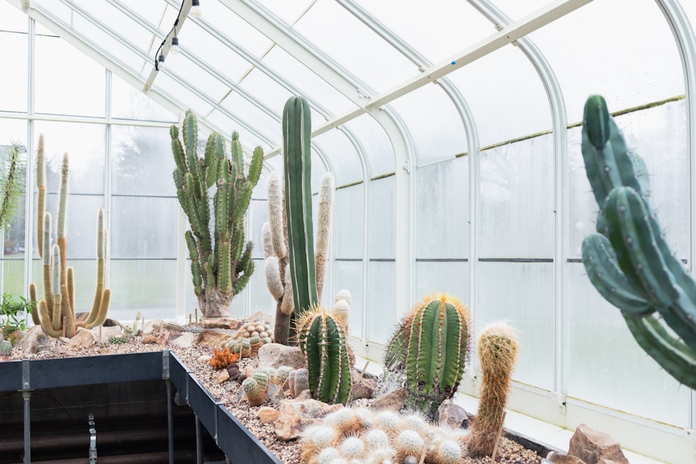 a greenhouse filled with lots of different types of cactus