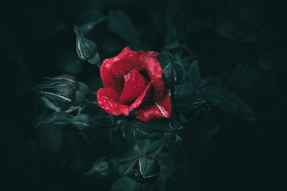 a red rose with water droplets on it