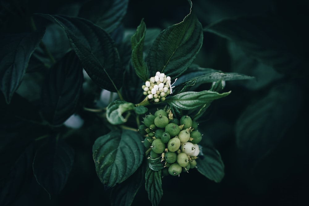 a green plant with white flowers and green leaves