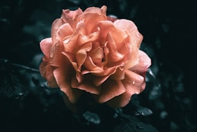 a pink rose with water droplets on it