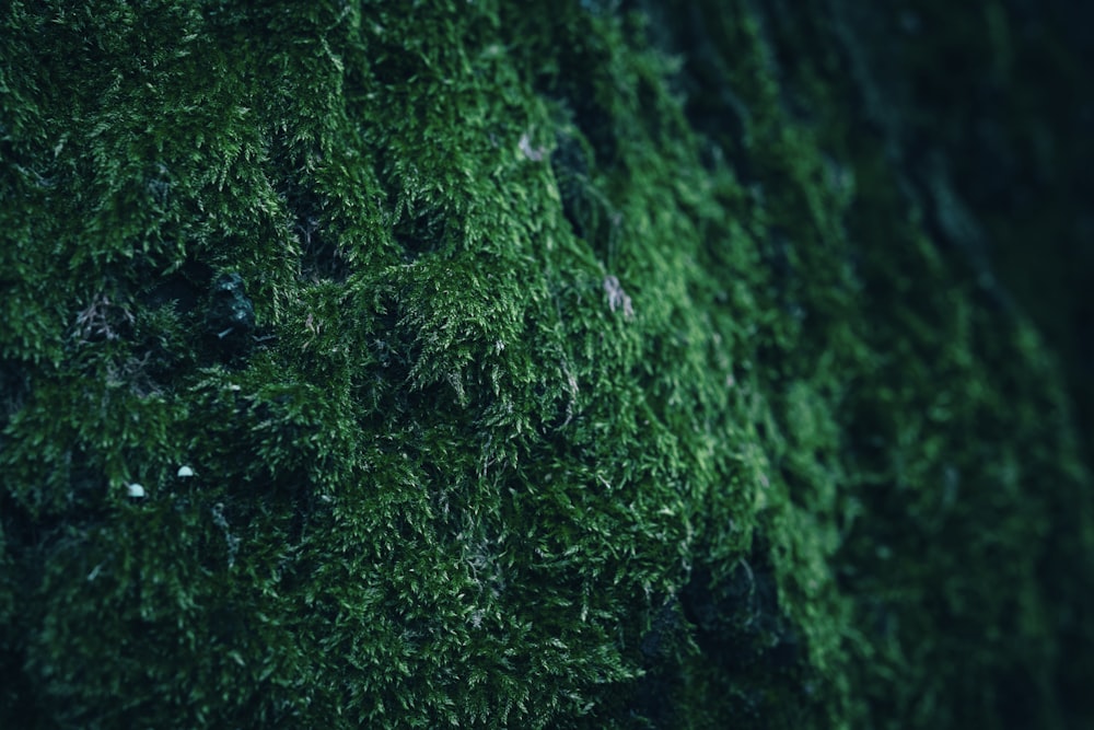 a close up of a green mossy wall