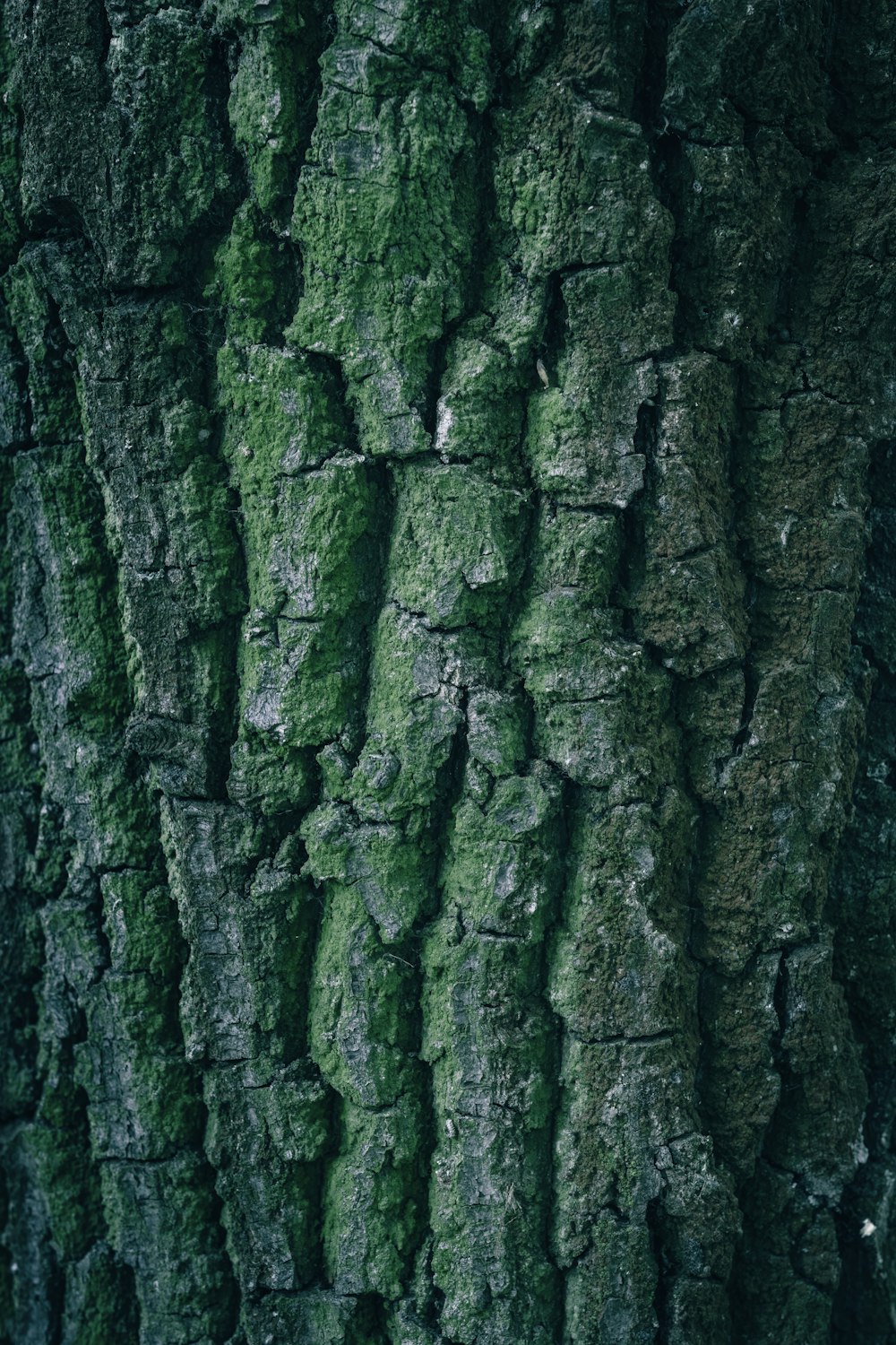 a close up of the bark of a tree