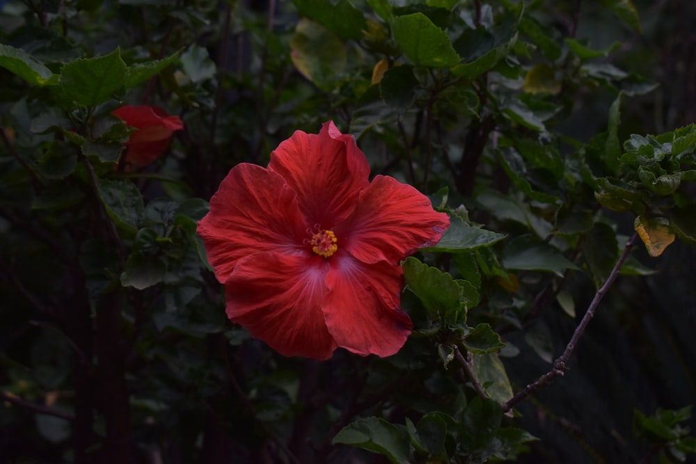 a red flower with green leaves in the background