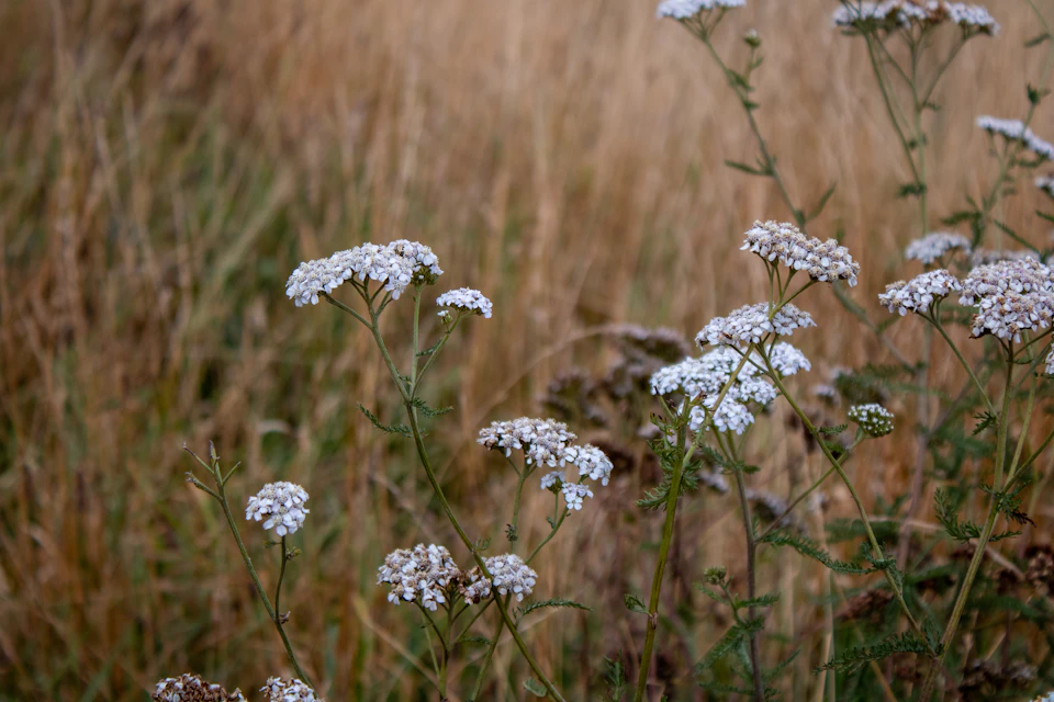 Tall dry grass sways gently in the breeze amidst a field with white flowers