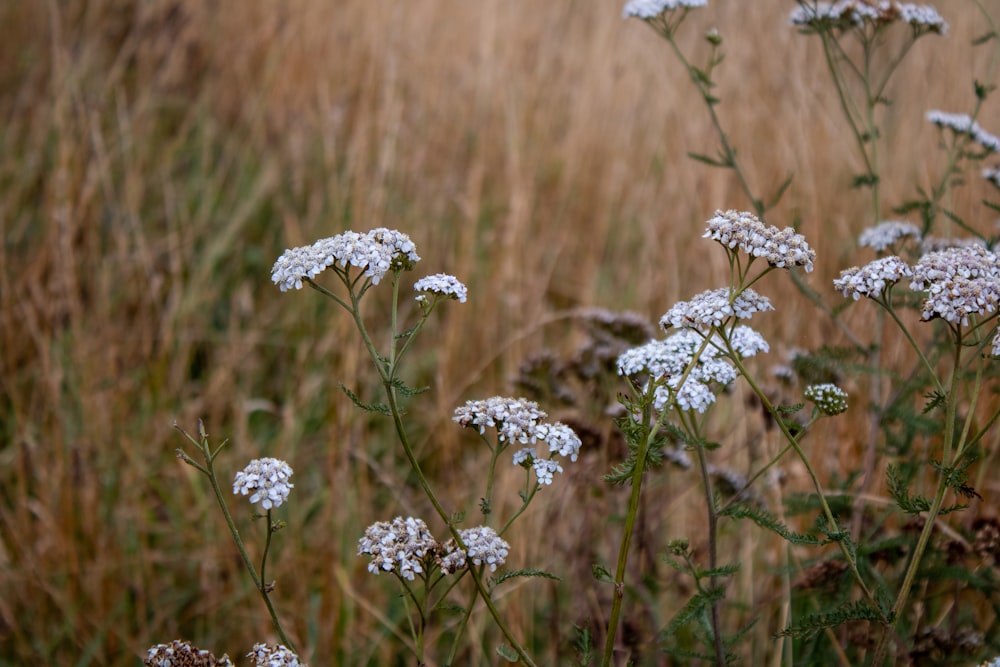 un bouquet de fleurs blanches dans un champ