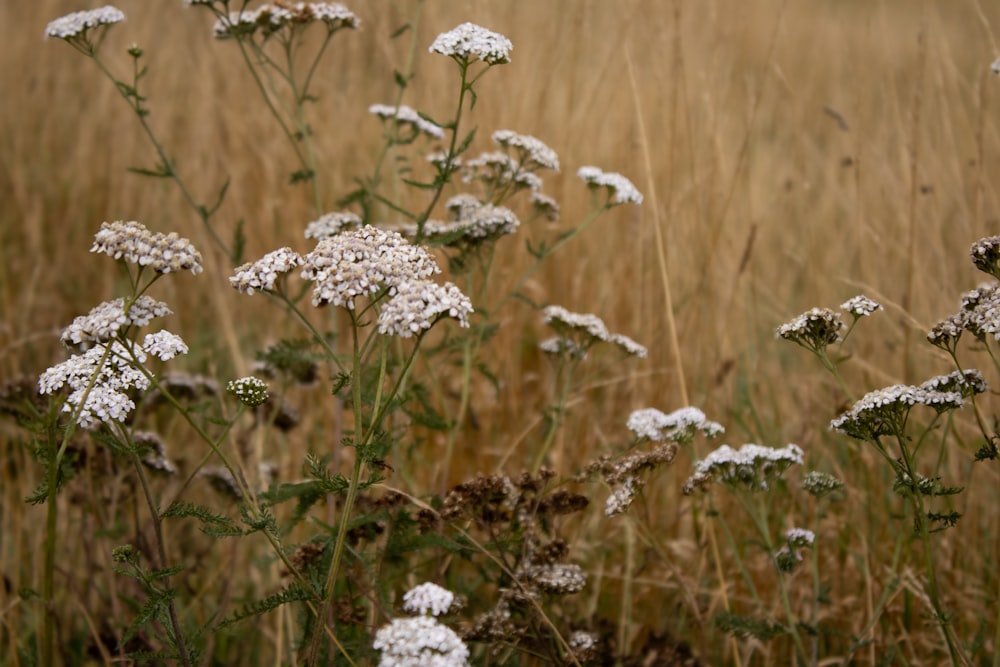 a bunch of flowers that are in the grass