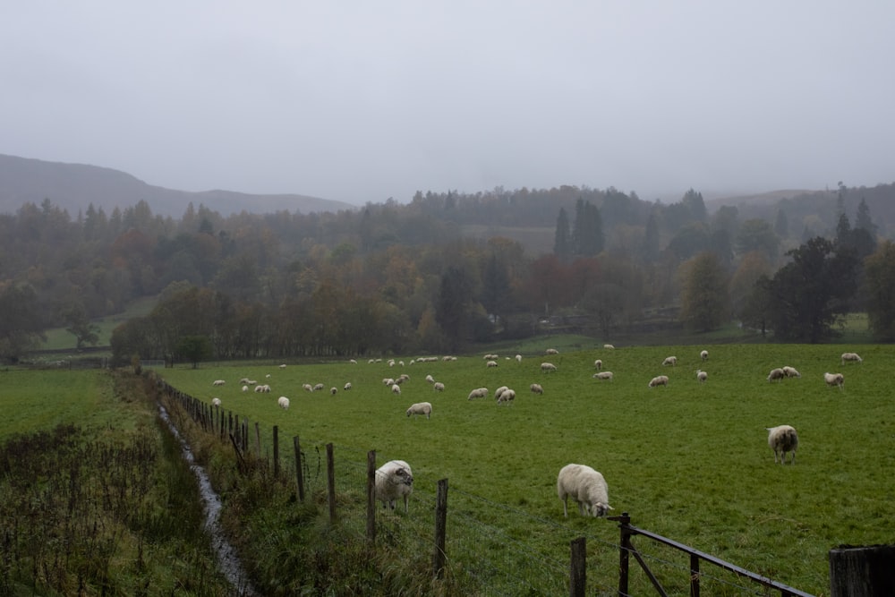 a herd of sheep grazing on a lush green field