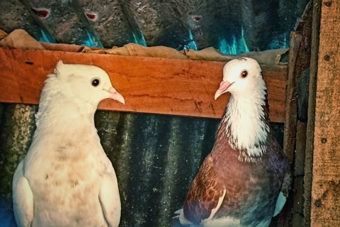 Two pigeons are perched side by side, with one being predominantly white and the other having a blend of white and brown feathers. They are inside a rustic setting, possibly a wooden aviary or coop, with corrugated metal and wooden beams forming the background.