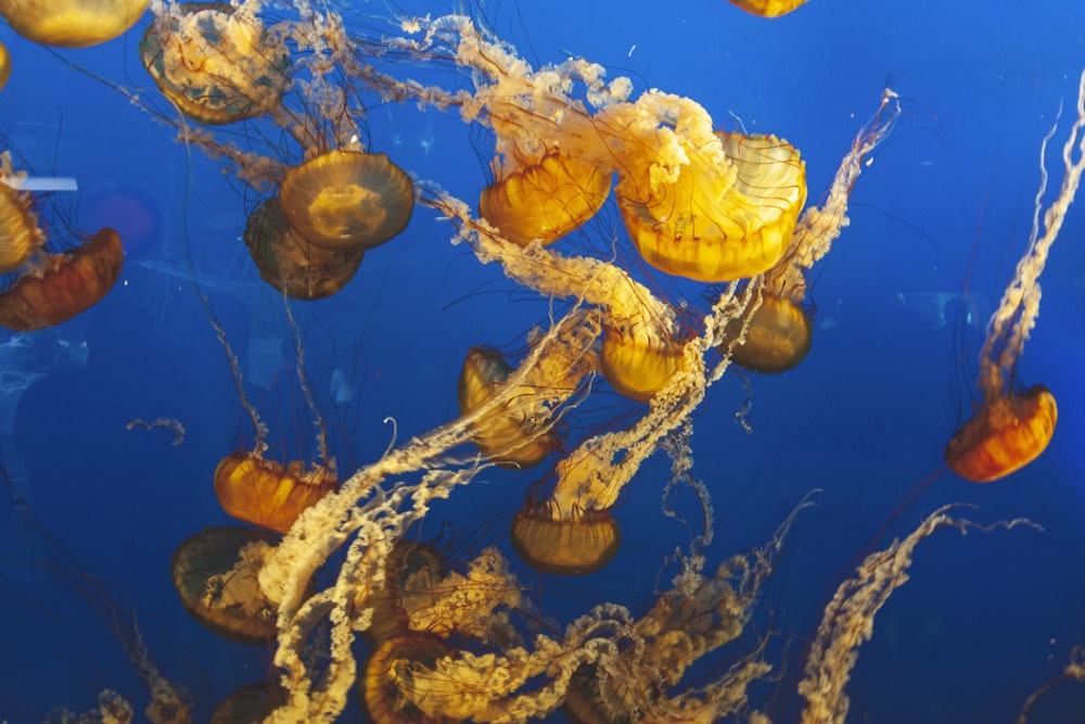 a group of jellyfish swimming in the ocean