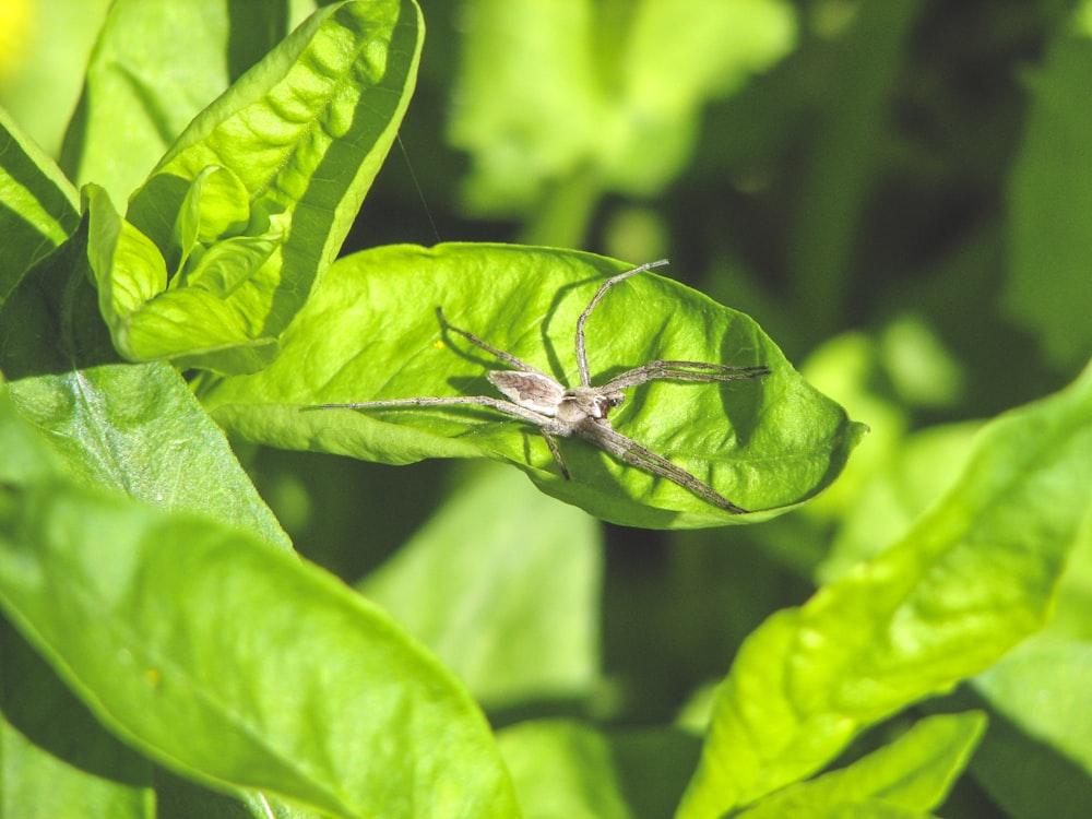 a spider sitting on top of a green leaf