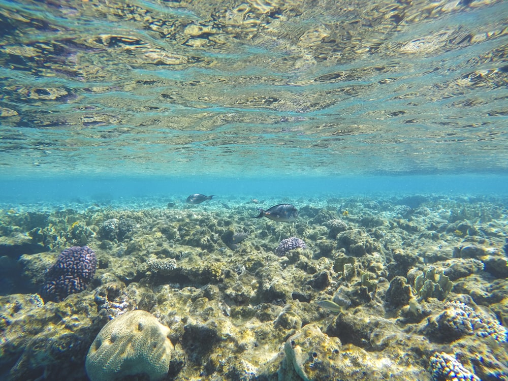 uma vista subaquática de um recife de coral no oceano