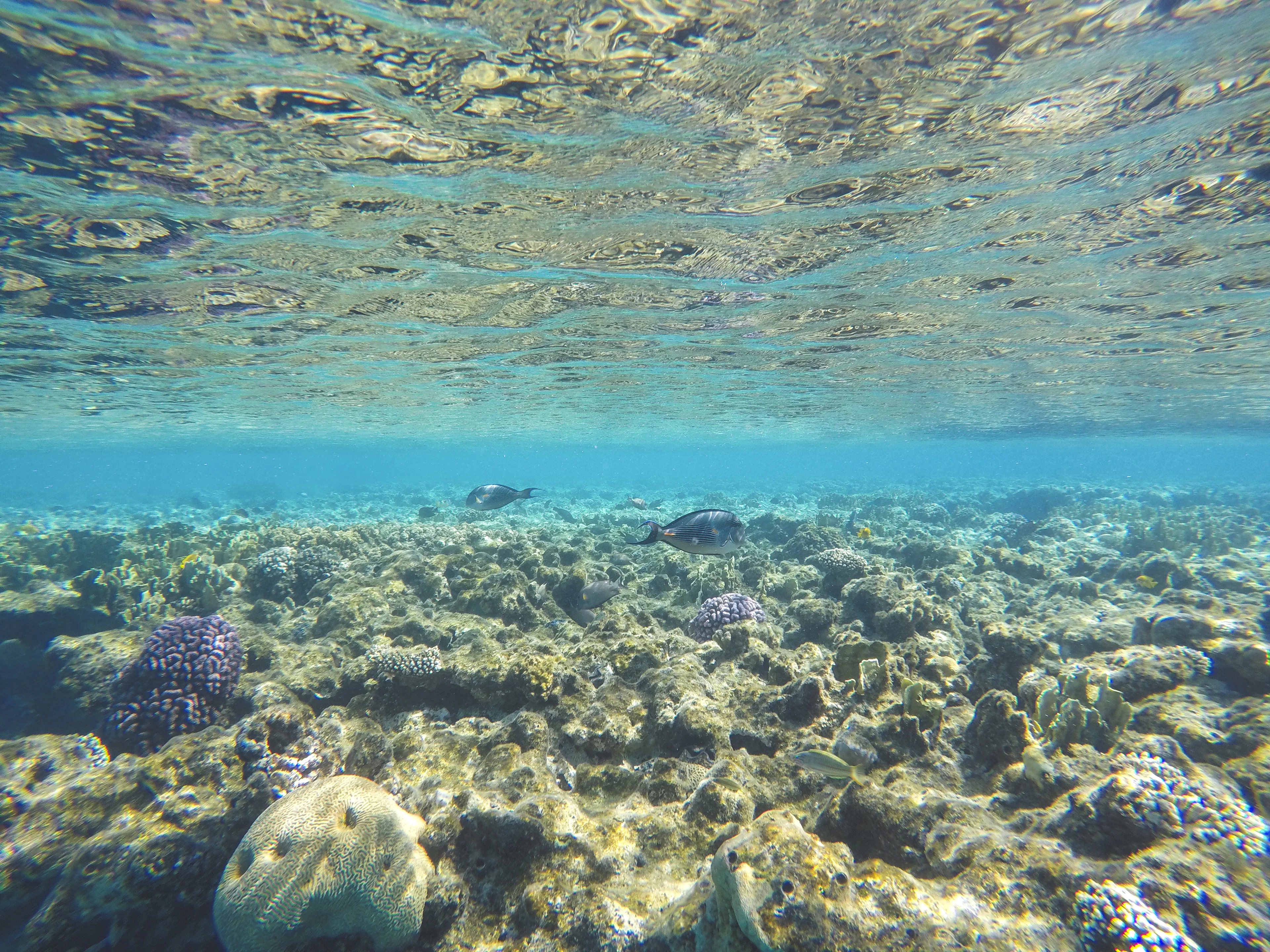 Sharm El Sheikh diving destination in Egypt