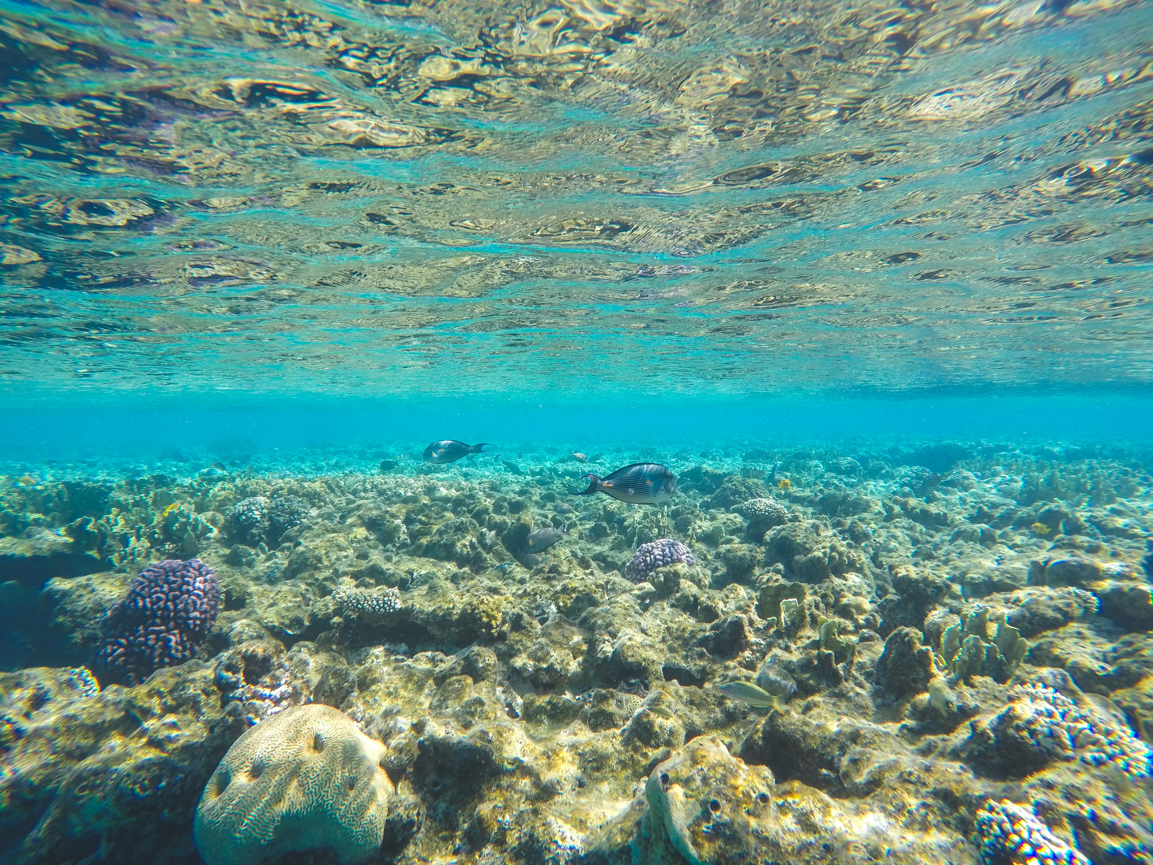 Stop Booking Summer Snorkel Trips: Here's Why the Off-Season Is Actually Better