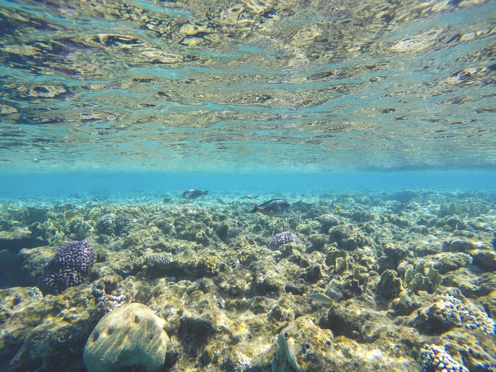 Una vista submarina de un arrecife de coral en el océano