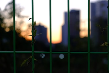 Vertical green bars dominate the foreground with a vine intertwined around them. In the background, out of focus, are tall buildings against a setting sun, creating a silhouette effect.