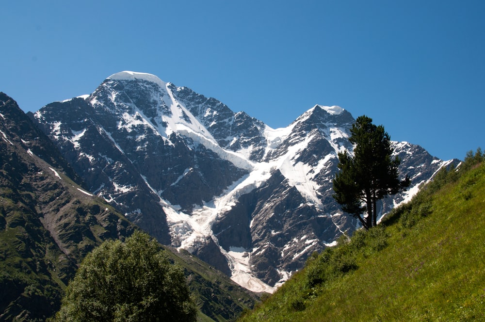 a snow covered mountain with a tree in the foreground