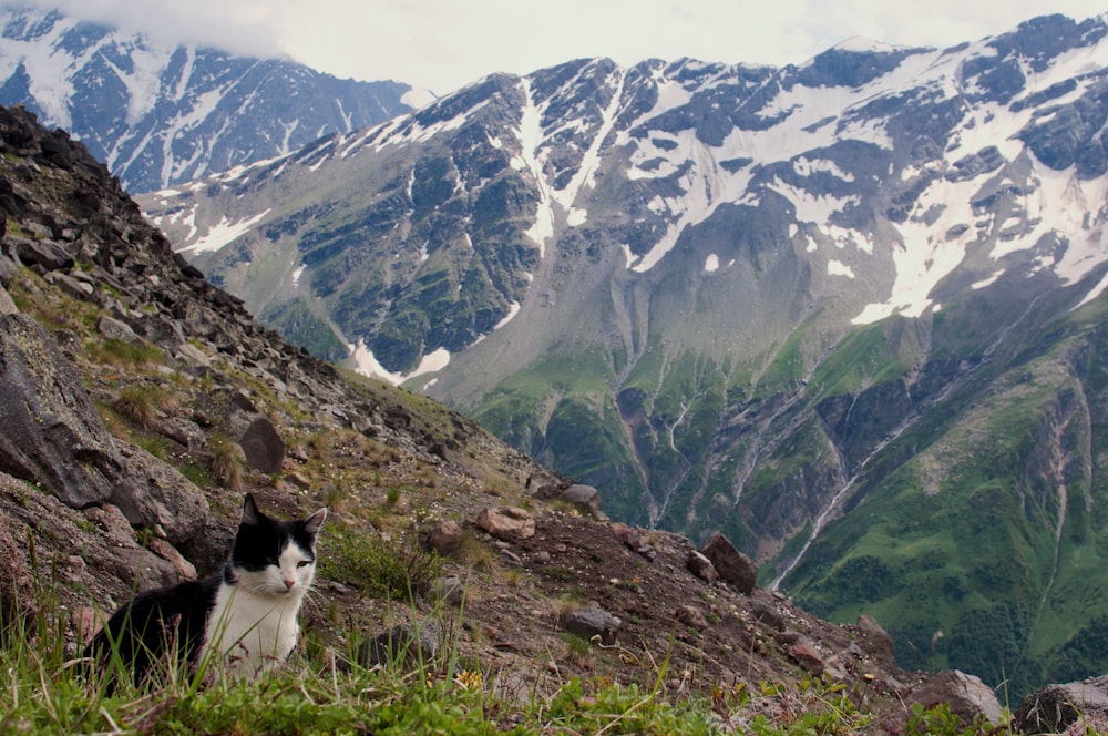 a black and white cat sitting on the side of a mountain