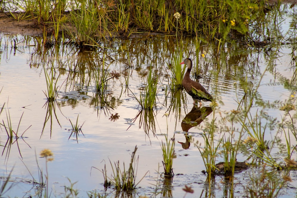 a bird is standing in the water near the grass