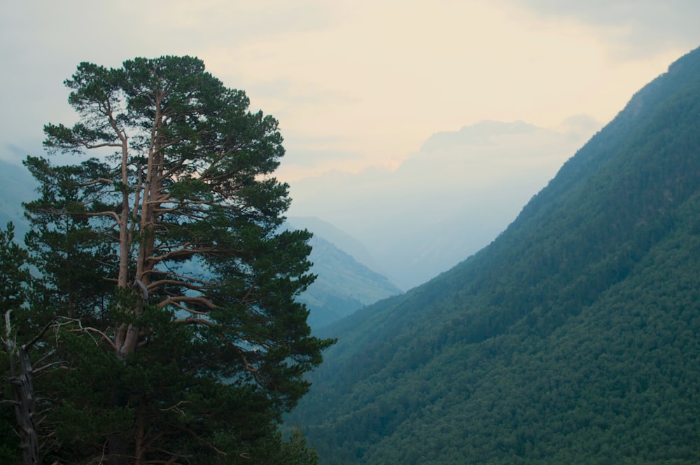 a lone pine tree in the middle of a valley