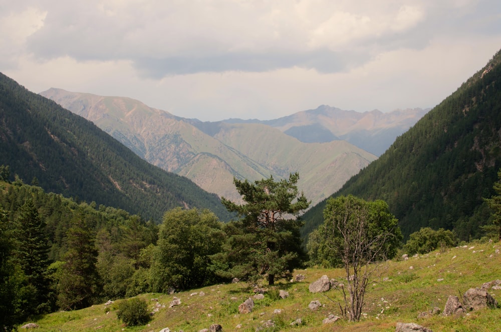 a view of a mountain range with a tree in the foreground