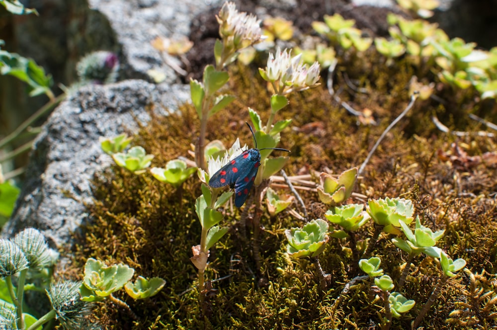 un insetto blu seduto in cima a una pianta verde