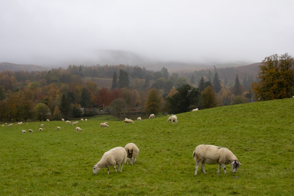 a herd of sheep grazing on a lush green hillside