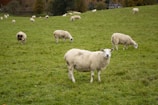 Sheep grazing peacefully near a mountain stream, reflecting cultural farming traditions.