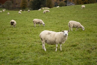 Livestock grazing peacefully in green pastures within the park.