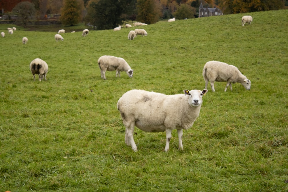 Un rebaño de ovejas pastando en una exuberante ladera verde