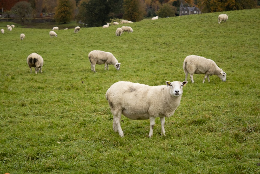 a herd of sheep grazing on a lush green hillside