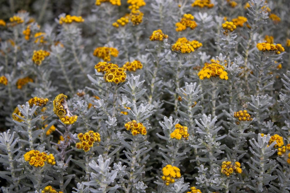 a bunch of yellow and gray flowers in a field