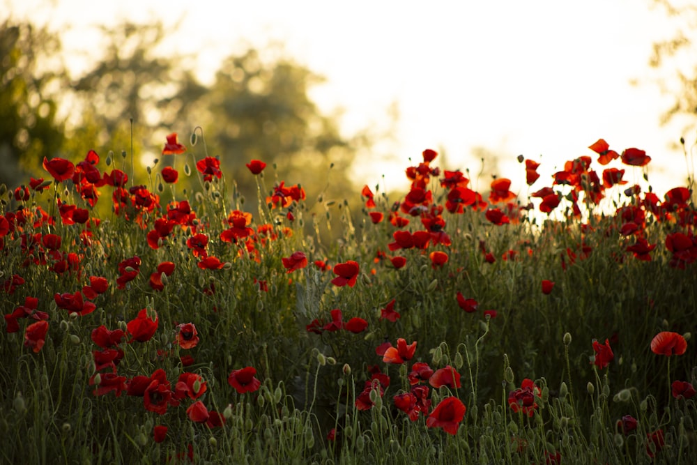 a field full of red flowers with trees in the background