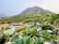 Lush green hills serve as the backdrop for a resort with multiple buildings, a swimming pool, and well-manicured lawns. The foreground features dense foliage with white flowers, creating a vivid contrast with the green landscape.