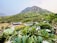 Lush green hills serve as the backdrop for a resort with multiple buildings, a swimming pool, and well-manicured lawns. The foreground features dense foliage with white flowers, creating a vivid contrast with the green landscape.
