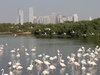 A group of flamingos congregates in a body of water with some flying overhead. Behind them, a lush green forest is visible, and in the distance, a skyline of modern skyscrapers rises against a clear sky.