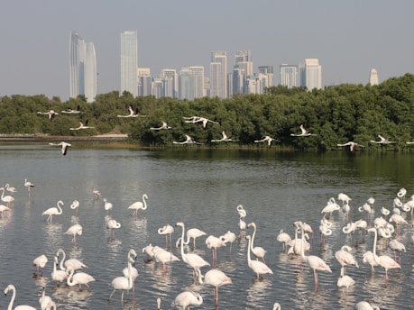 A group of flamingos congregates in a body of water with some flying overhead. Behind them, a lush green forest is visible, and in the distance, a skyline of modern skyscrapers rises against a clear sky.