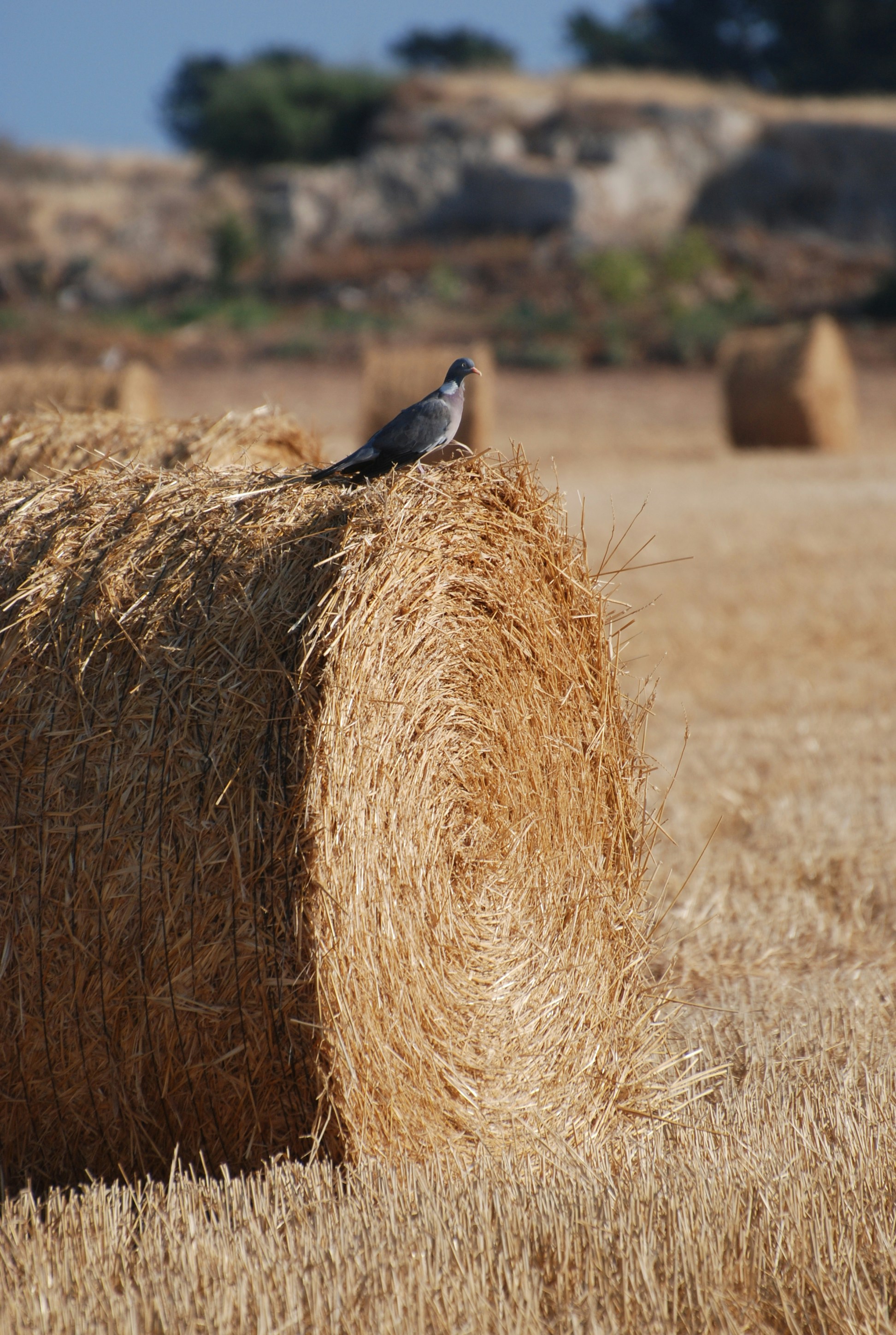 Photo by socialmediadacor