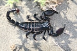 A black scorpion with shiny, segmented armor lies on sandy ground. It has large claws and a curved stinger tail. Sparse vegetation and twigs surround the insect.