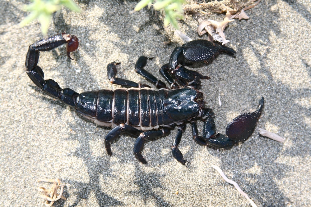 a scorpion crawling on the sand in the sun