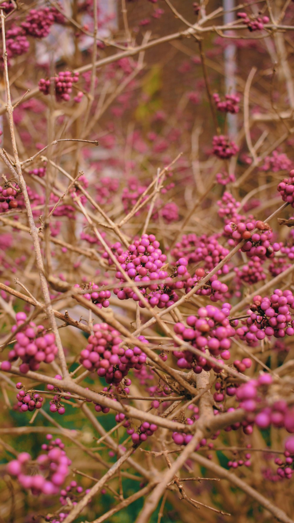 a bunch of pink berries growing on a tree