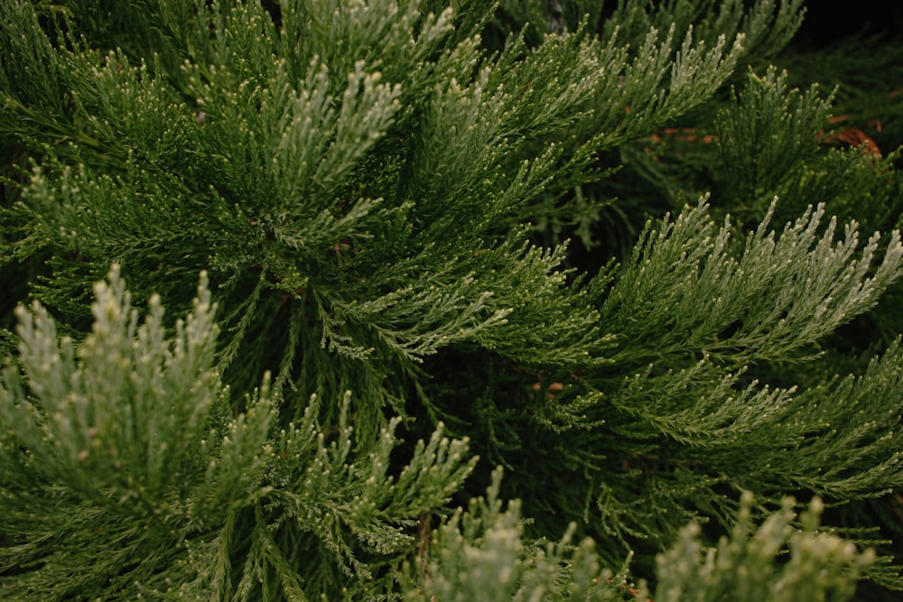 a close up of a tree with green leaves