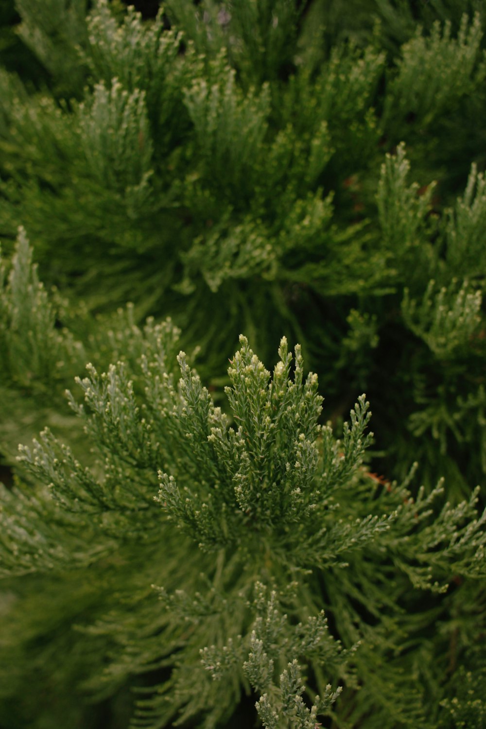 a close up of a tree with green leaves