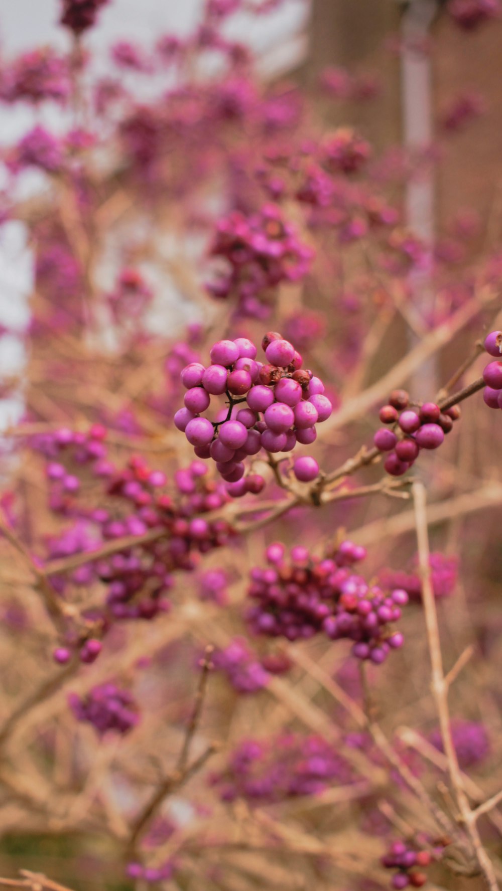 a close up of a plant with purple flowers