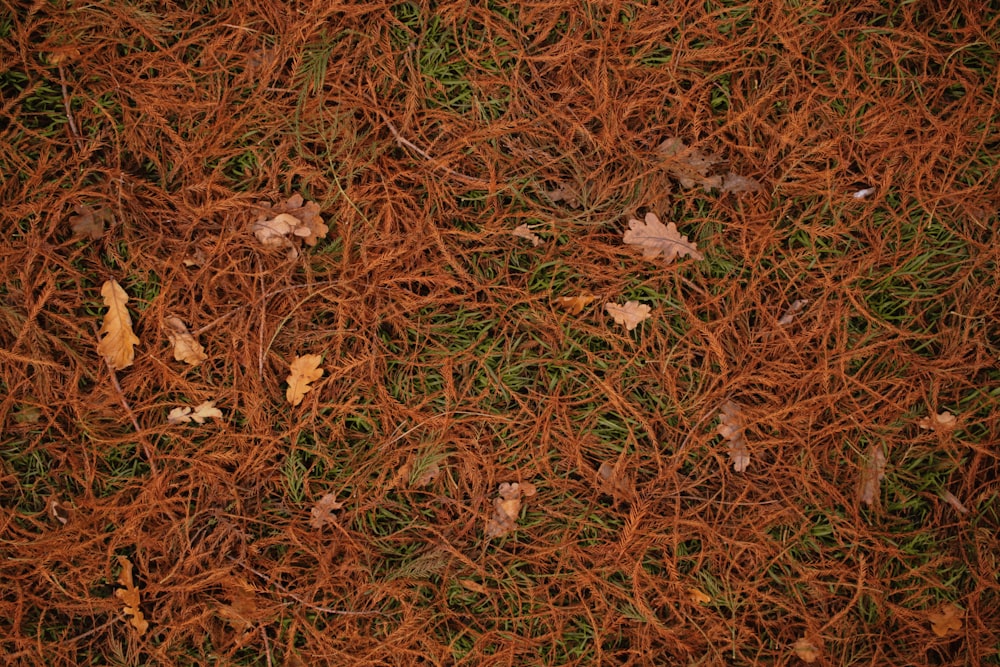 a close up of a patch of grass with leaves on it