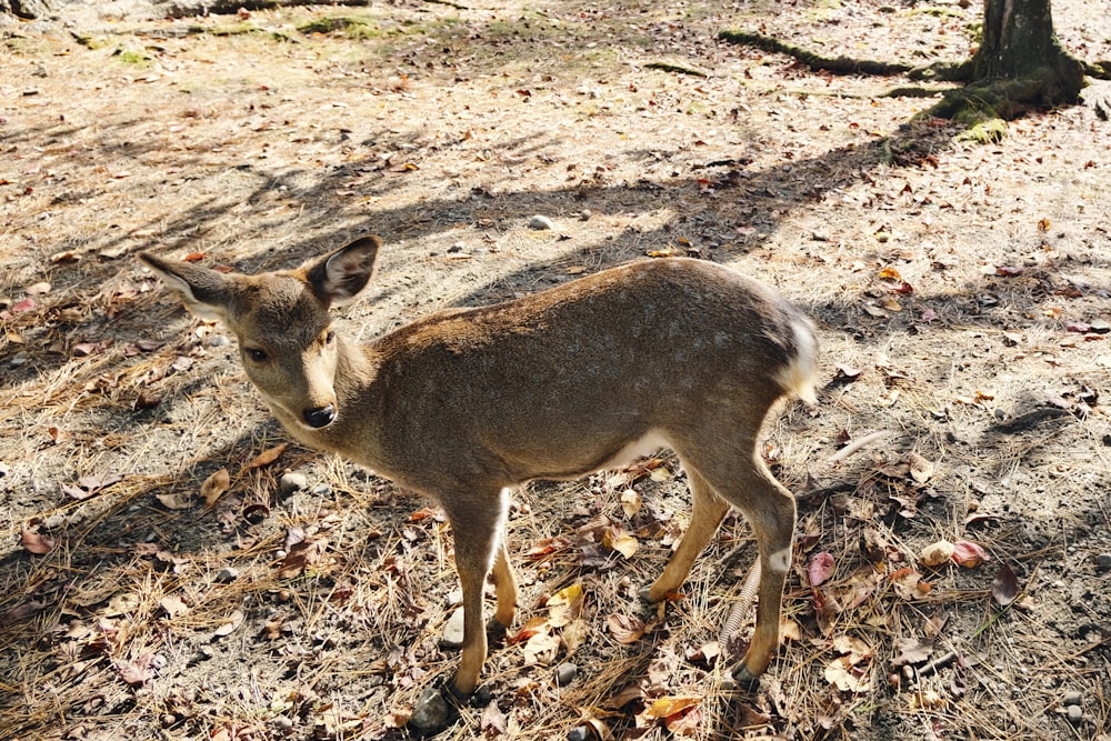 a small deer standing on top of a dry grass field