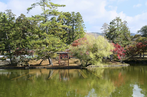 A serene pond reflecting colorful autumn leaves with a traditional Japanese bridge in the background.